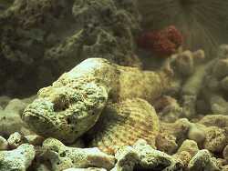 Copyright  Dr. Christopher Zimmermann, Bild aus Indonesia, Padang Island, West Sumatra  