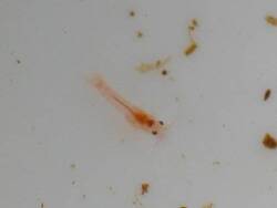 Mysidae sp.01 thumbnail