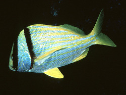 CopyrightJ.E: Randall, Hawaii