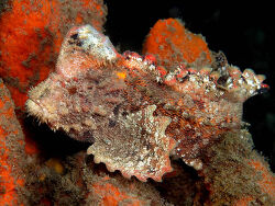 Copyright Dave Harasti, Australien