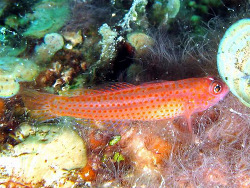 Copyright Jürgen Zeller, Österreich