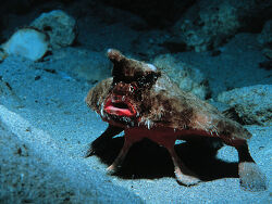 National Undersea Research Program