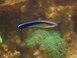 Labroides dimidiatus thumbnail