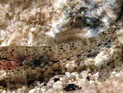 Copyright Prof. Robert Patzner