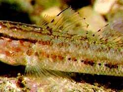 Copyright Prof. Robert Patzner