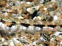 Copyright Prof. Robert Patzner