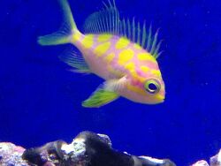 Odontanthias Borbonius