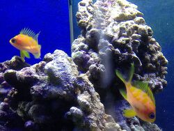 Odontanthias Borbonius