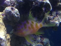 Odontanthias Borbonius