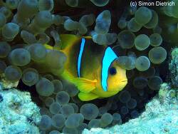 Amphiprion bicinctus thumbnail