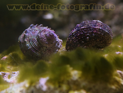 Lunella cinereus Turboschnecke