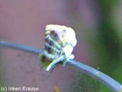 Phrontis vibex thumbnail