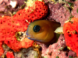 Ecsenius midas thumbnail