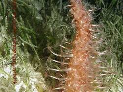 Veretillum sp.01 thumbnail