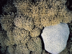 Copyright Ed Lovell, Fidschi