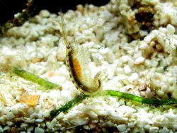 Gammarus sp., Copyright Muelly