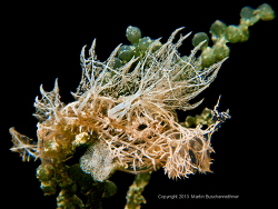 Copyright Martin Buschenreithner