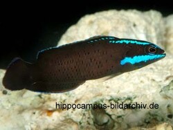 Pseudochromis springeri thumbnail