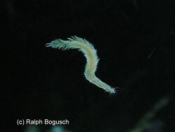 Phyllodocidae sp.01 thumbnail