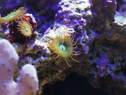 Krustenanemone