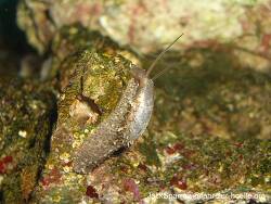 Stomatella auricula thumbnail