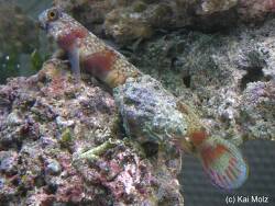 Amblyeleotris latifasciata thumbnail