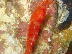 Parhippolyte uveae thumbnail