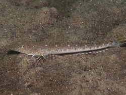 Copyright Dave Harasti