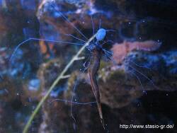 Cirratulidae sp.01 thumbnail