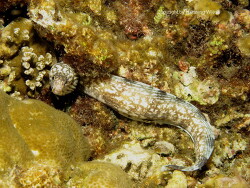 Gymnothorax enigmaticus; Aufnahme Malediven, Nachtaufnahme