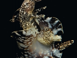 Copyright Daniela Wolf, Schweiz