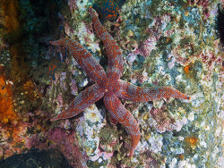 Aphelasterias japonica thumbnail