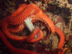 Ophioderma squamosissimus 