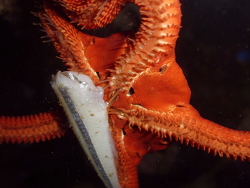 Ophioderma squamosissimus 