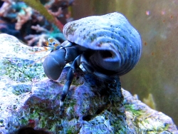 Calcinus seurati (c) Muelly