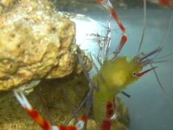 Stenopus cyanoscelis thumbnail