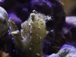 Sphaerocoryne sp. auf Schwamm