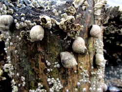 Littorina littorea (c) Muelly , Bild aus der Nordsee