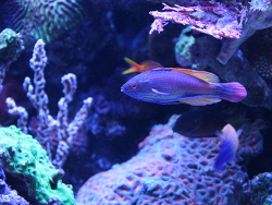 Cirrhilabrus lineatus, Great Barrier Reef, Neukaledonien. Fotografiert auf der Interzoo im Schaubecken - De Jong Marinflife