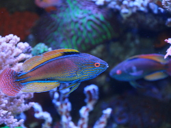 Cirrhilabrus lineatus, Great Barrier Reef, Neukaledonien. Fotografiert auf der Interzoo im Schaubecken - De Jong Marinflife