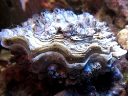 Crassostrea gigas mit Seepocken (c)Muelly , Bild aus der Nordsee