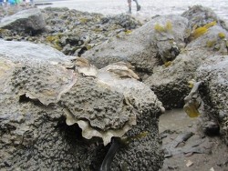 Crassostrea gigas im Wattenmeer (c)Muelly , Bild aus der Nordsee