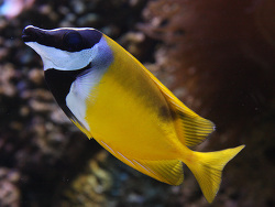 Siganus vulpinus - Fuchsgesicht