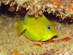 Copyright Raphael Macieira, Brazil, Ilhas Rasas, Espirito Santo   