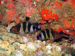 Copyright Raphael Macieira, Brazil, Ilhas Rasas, Espirito Santo   