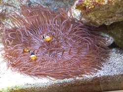 Korkenzieher Anemone