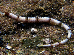 Cosmocampus albirostris (c) by Claudio L.S. Sampaio