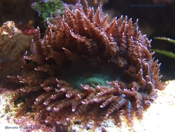 Phymanthus buitendijki thumbnail