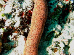 Holothuria edulis; Aufnahme Malediven