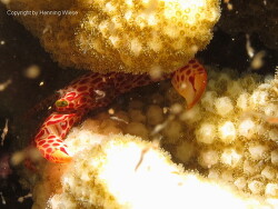 Trapezia rufopunctata; Aufnahme Maeldiven